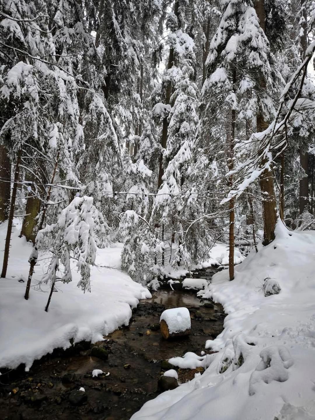 Mountain Studio Asp E63 Borovets Gardens מראה חיצוני תמונה